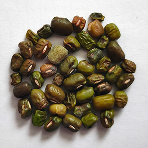 绿豆色选案例(图5)